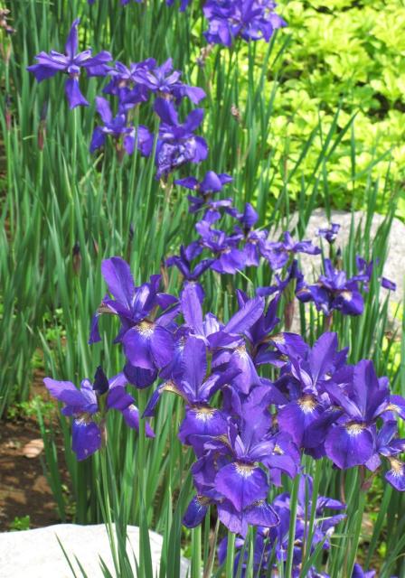 Iris sanguinea picture.jpg