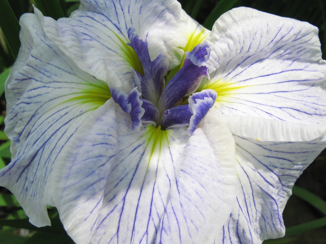 Iris sanguinea flower.jpg