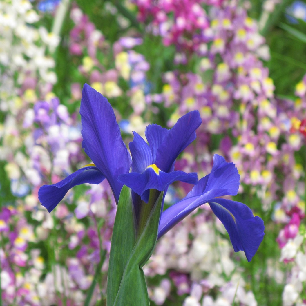 Iris sanguinea flower picture.jpg
