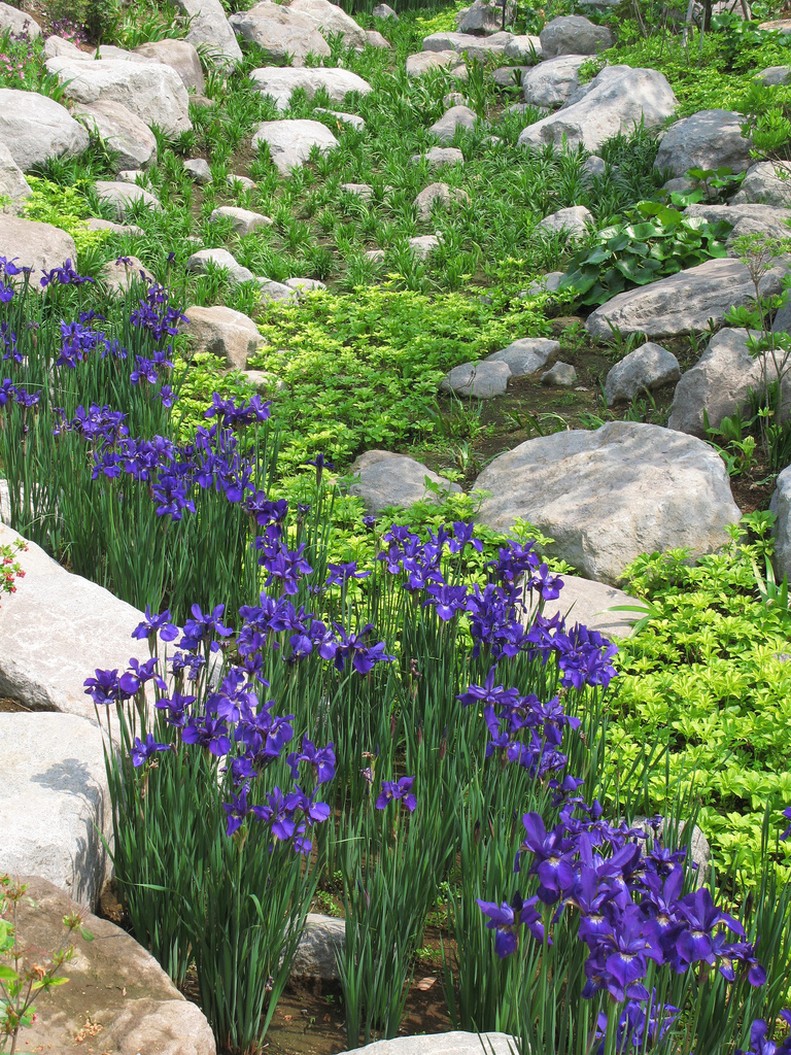 Iris sanguinea field.jpg