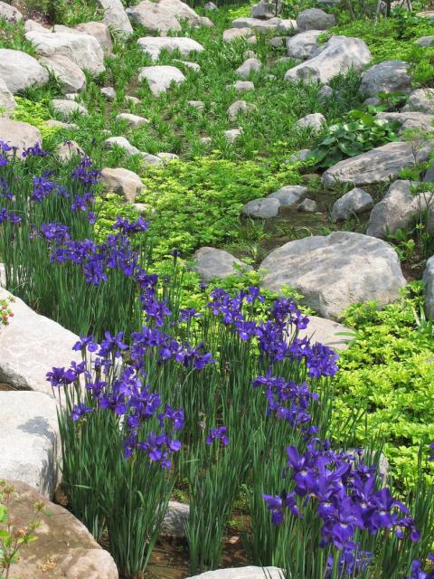 Iris sanguinea field.jpg