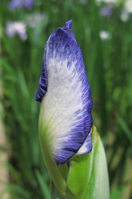Iris sanguinea bud.jpg
