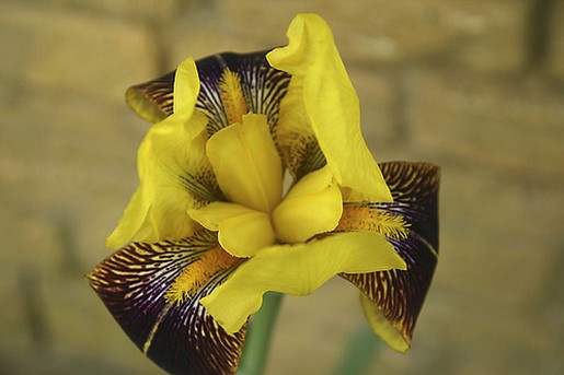 Iris Rajh flower.jpg