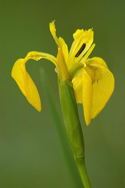 iris pseudacorus flower.jpg