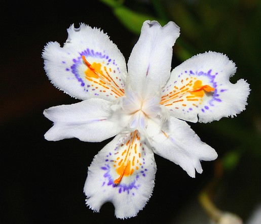 Iris Japonica picture.jpg