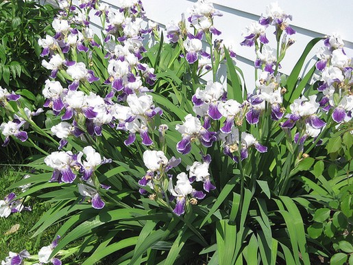 Iris garden flowers.jpg