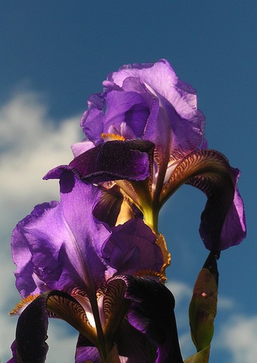 Iris flowers.jpg
