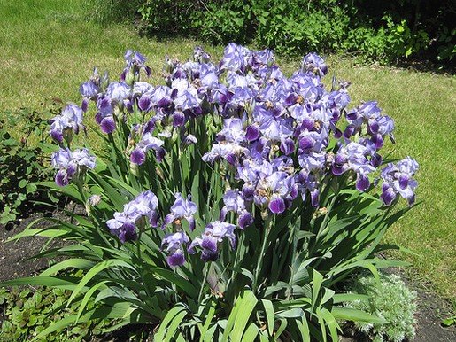 iris flowers picture.jpg