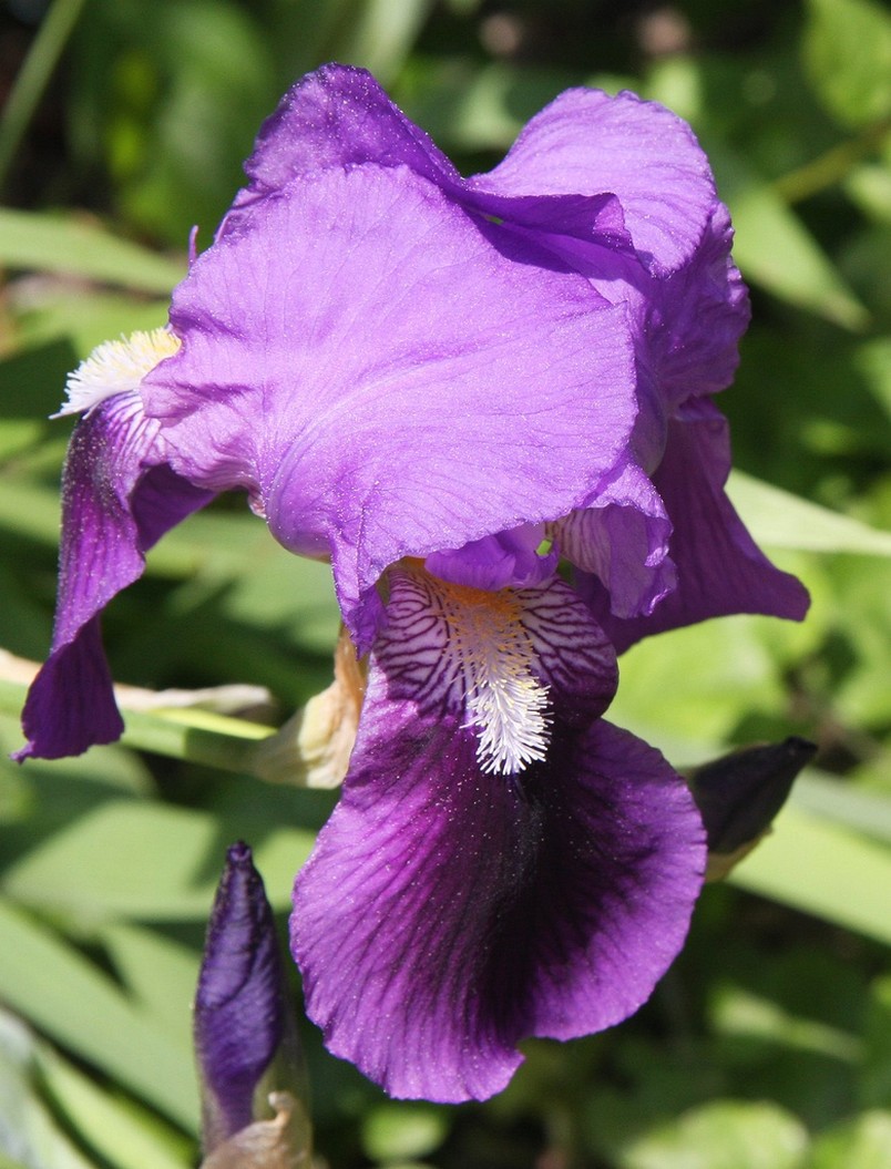 iris flowers in purple with yellow and white.jpg