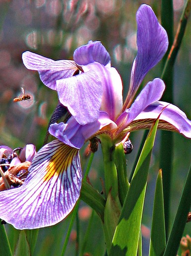 Iris flower pictures.jpg