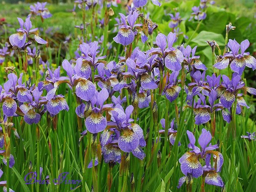 Iris field.jpg