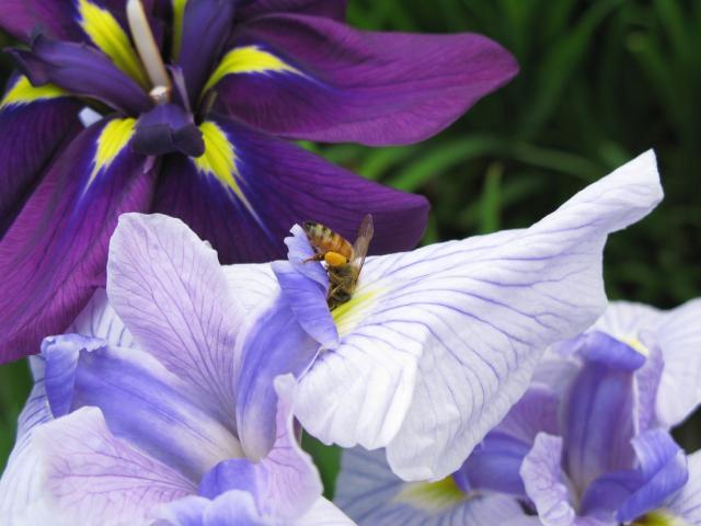Iris ensata photo.jpg