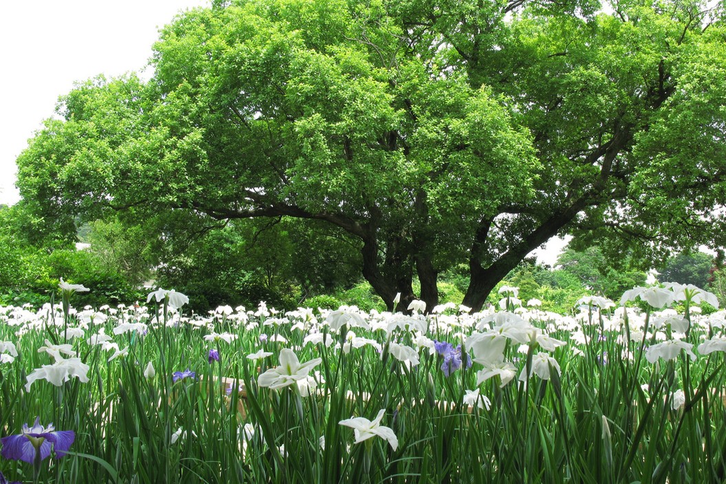 Iris ensata flowers field.jpg