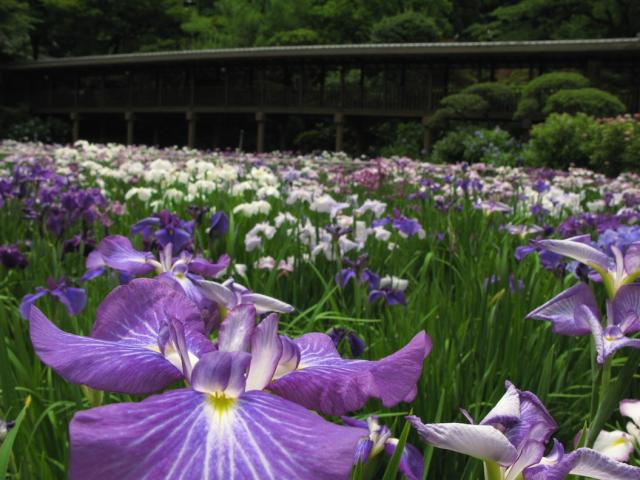 Iris ensata field.jpg