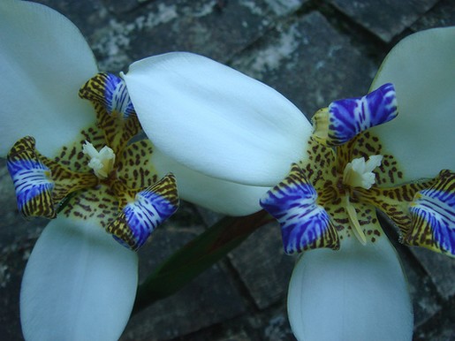 Iris da praia photo.jpg