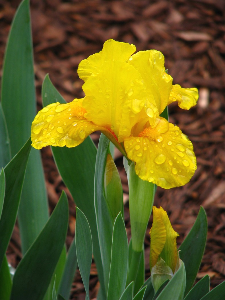 golden iris flower with its bud.jpg