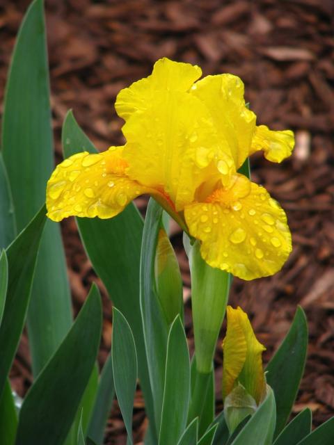 golden iris flower with its bud.jpg