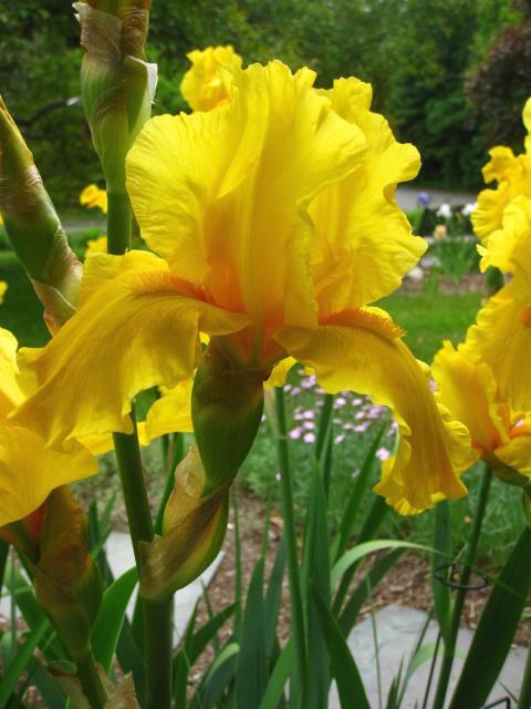 garden iris flowers.jpg