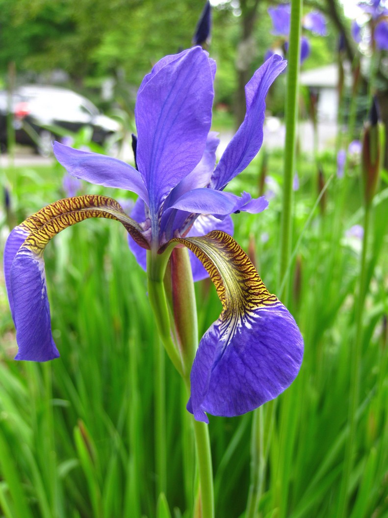 garden iris flowers in purplish blue.jpg