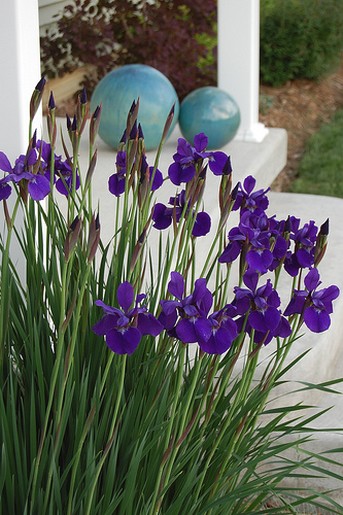 garden flowers with Iris.jpg