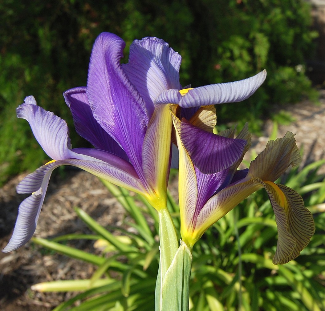 garden Dutch Iris.jpg