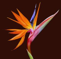 Bird of Paradise.jpg