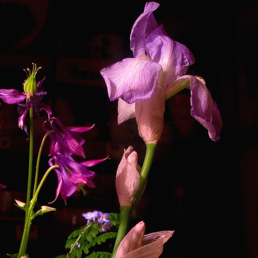 flower iris picture.jpg