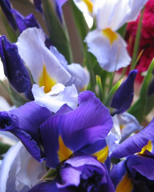 flower iris photo.jpg