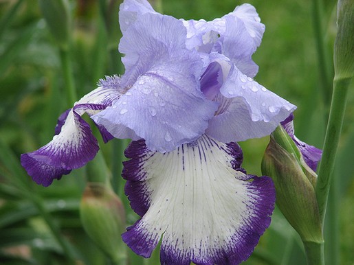 flower iris in purple.jpg