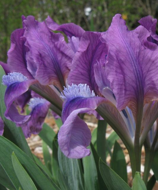 flower garden iris in purple.jpg