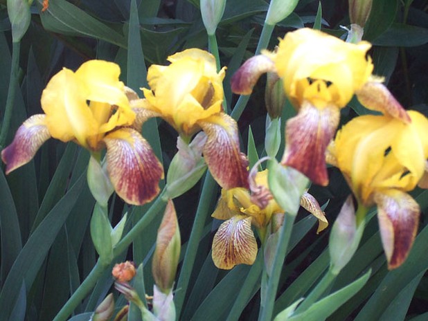 field flower iris.jpg