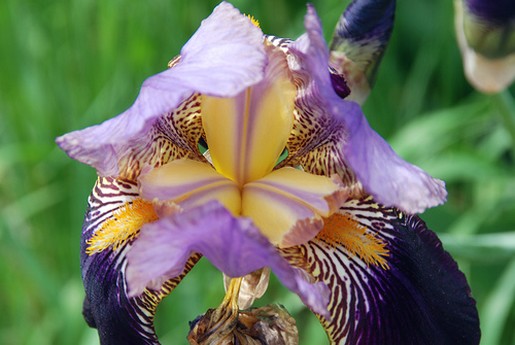 Erie Iris flower.jpg
