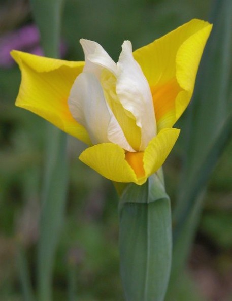 Dutch Iris photo.jpg
