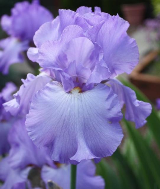 Dutch Iris in light purple.jpg
