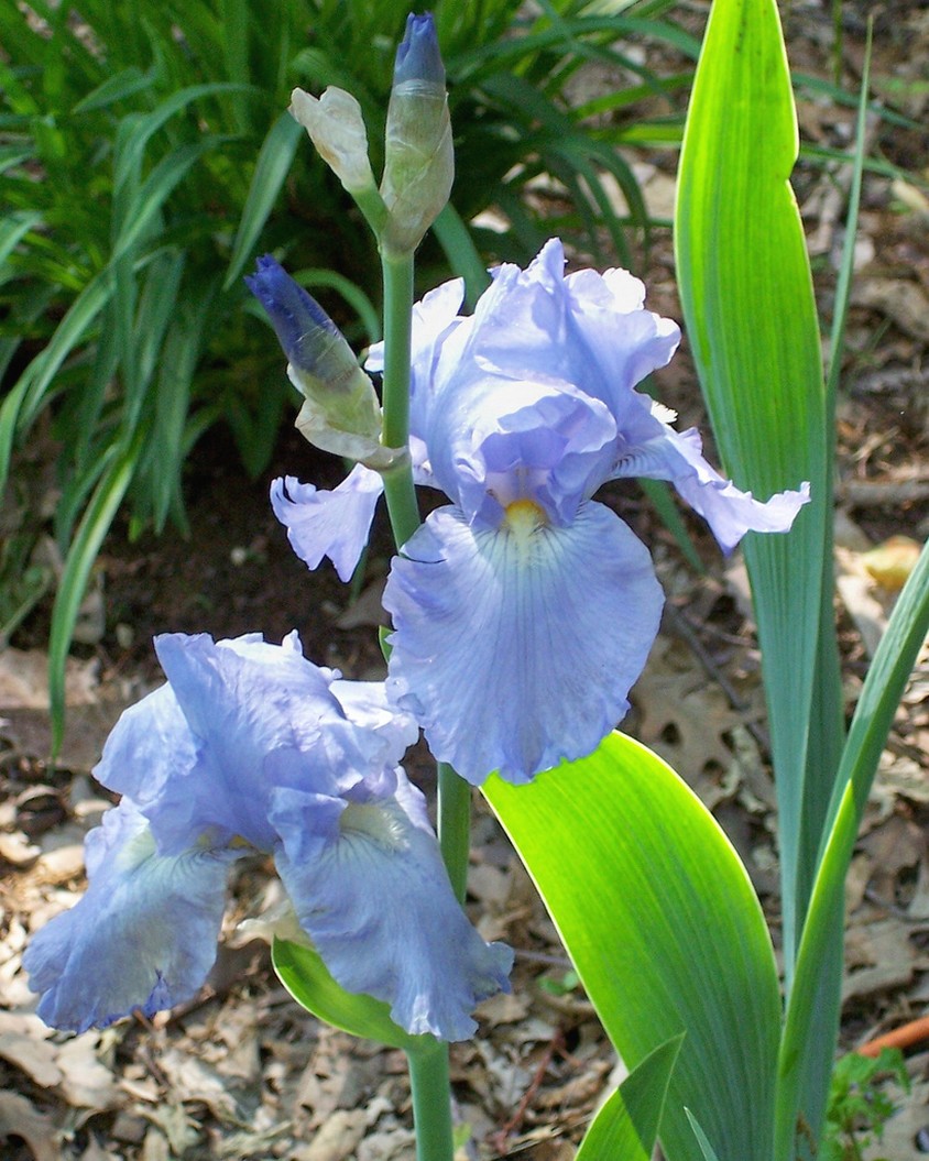 Dutch iris garden flowers.jpg