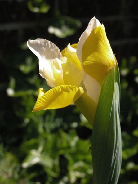 Dutch Iris flower.jpg