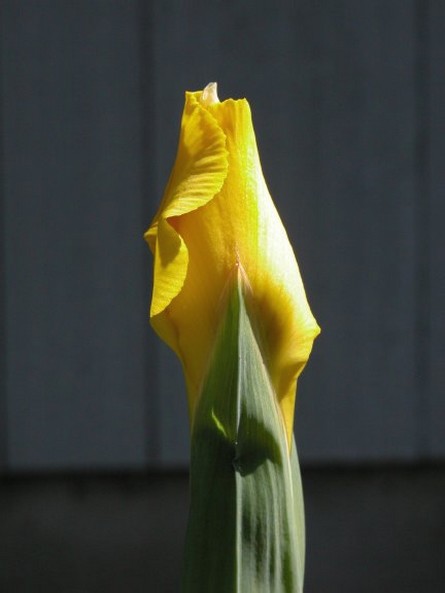Dutch Iris bud in yellow.jpg