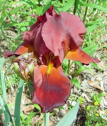 dark red iris flowers.jpg