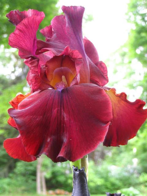 dark red iris flower.jpg