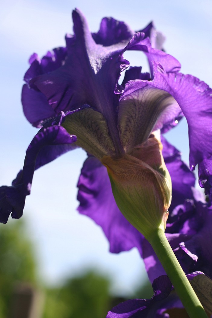 dark purple iris flowers in nature picture.jpg