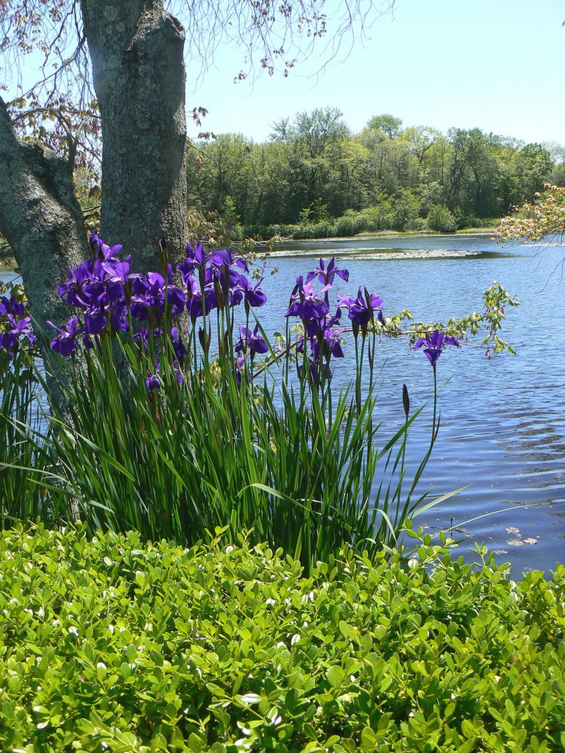 dark purple iris flowers at palm.jpg