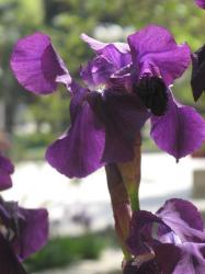 dark Iris flowers photo.jpg