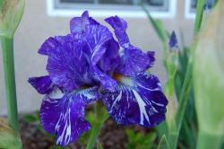 dark blue iris flower in nature.jpg