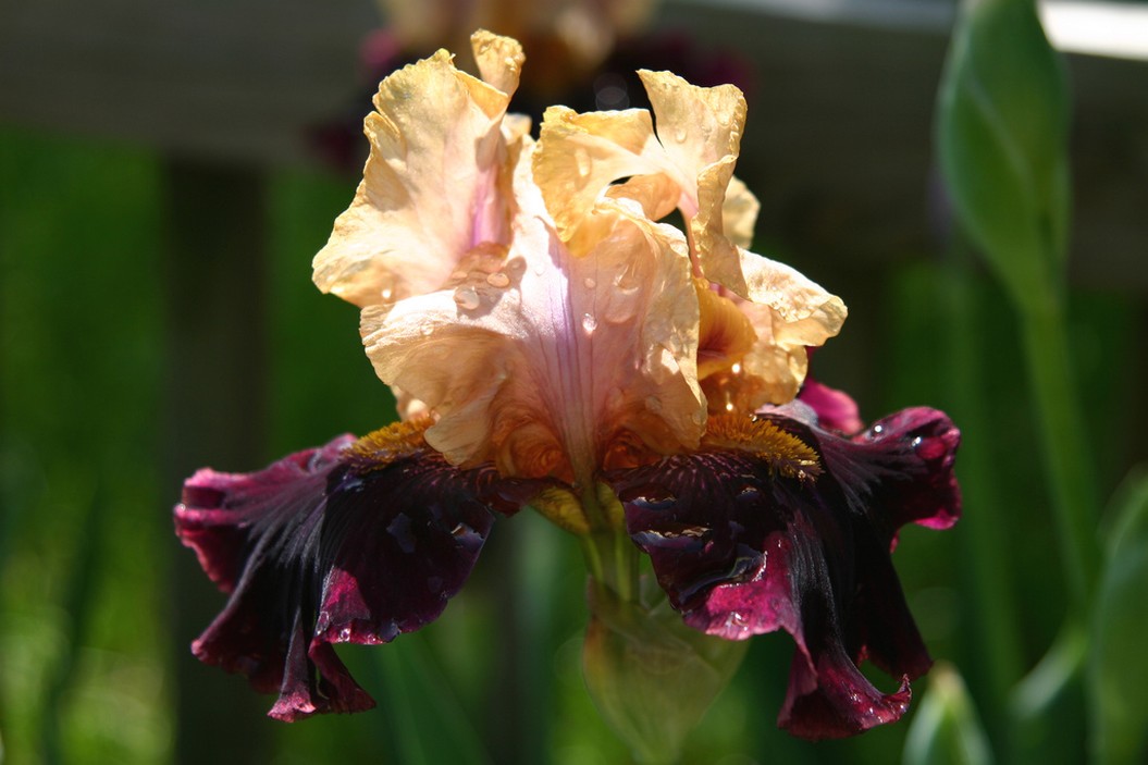 colorful iris flowers picture.jpg