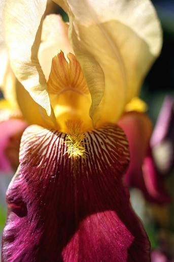 close up picture of Iris flower.jpg