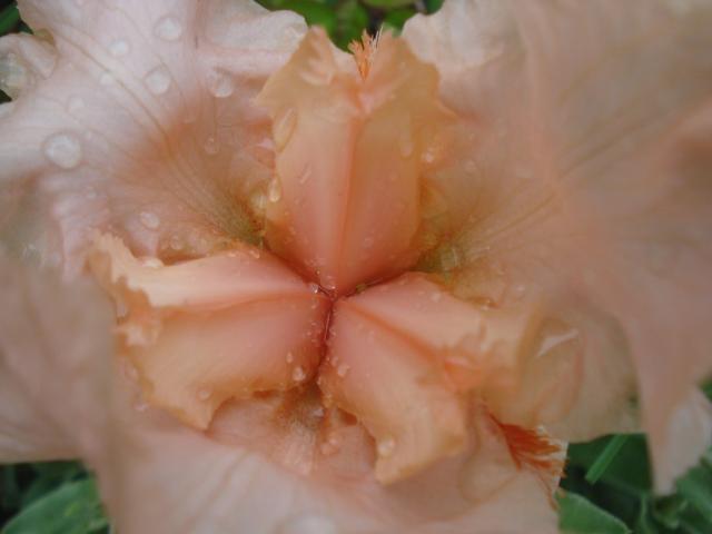 close up of a O'Keefe Iris in peach orange.jpg