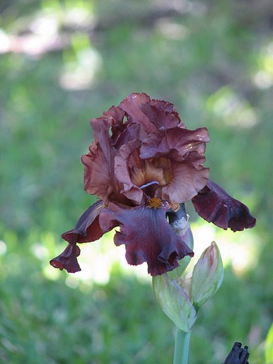 Chocolate Iris flower.jpg