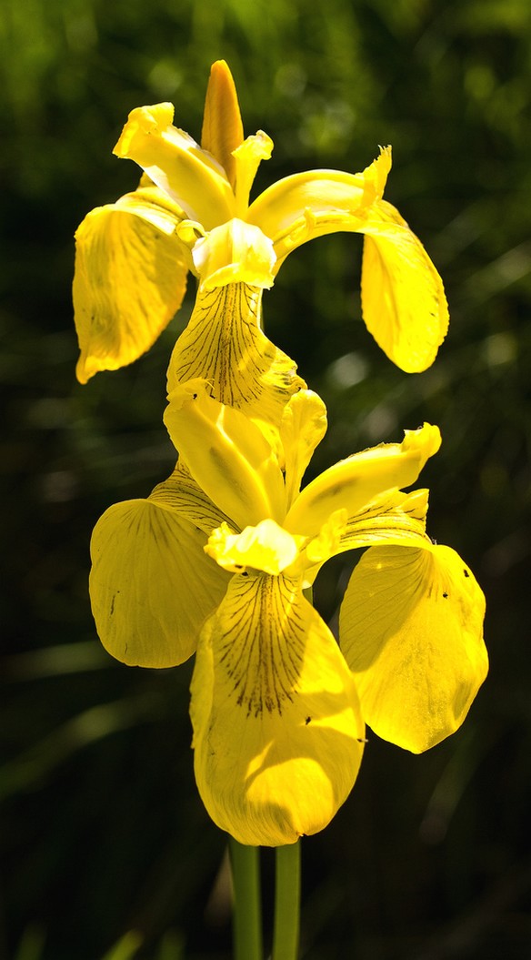 bright yellow iris summer flowers.jpg