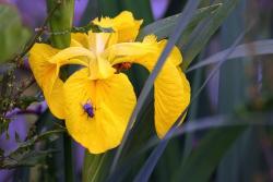 bright yellow iris flower picture.jpg