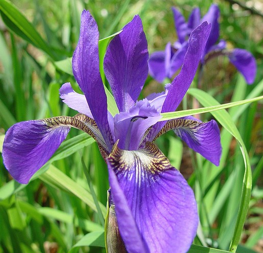 Blue iris picture.jpg